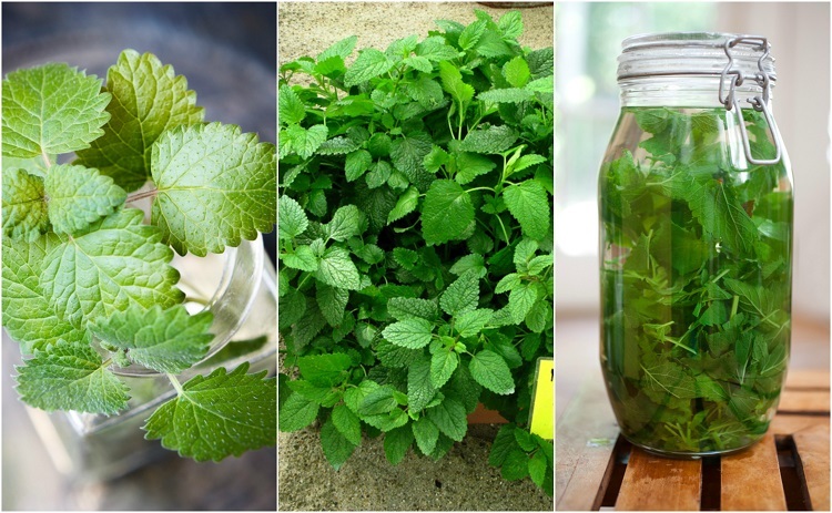 12 Reasons Everyone Should Start Growing Lemon Balm