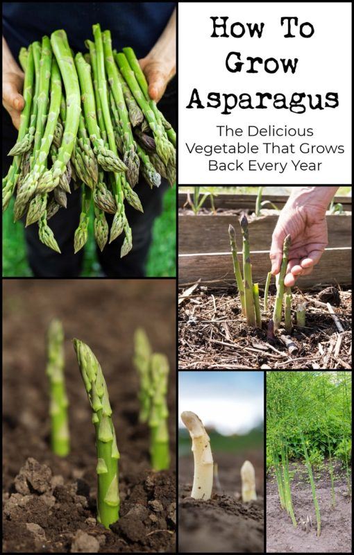 How To Grow Asparagus: The Delicious Vegetable That Grows Back Every Year