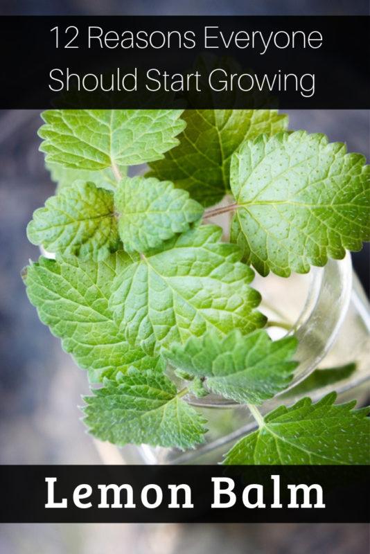 12 Reasons Everyone Should Start Growing Lemon Balm