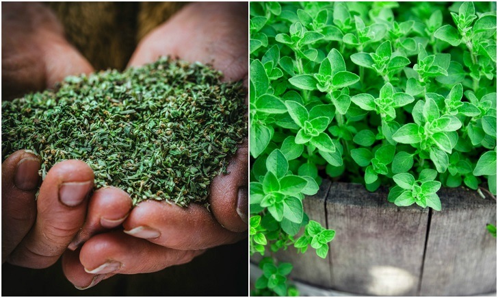 8 Reasons Oregano Should Grow In Every Garden 