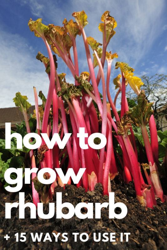 How To Grow Rhubarb + 15 Ways To Use It