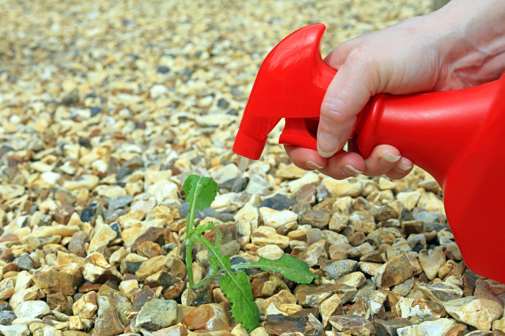 Spraying weed