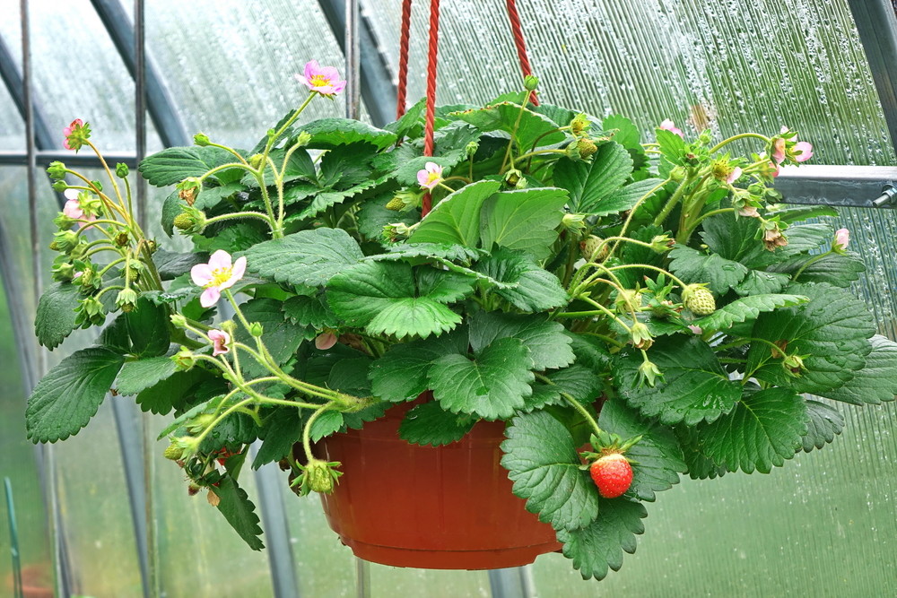 Hanging basket strawberry plant