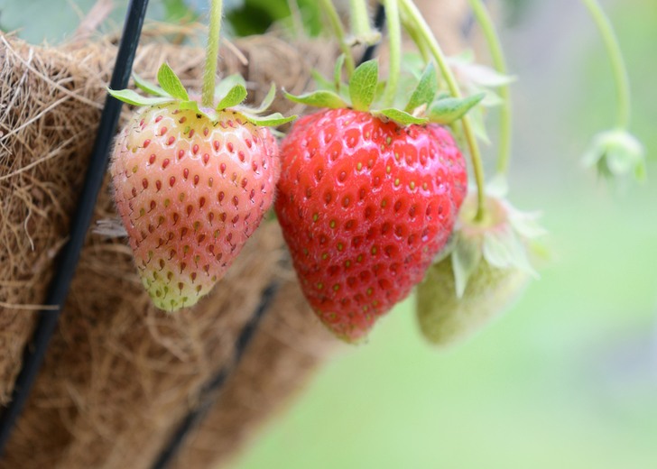 7 Fruits & Vegetables You Can Grow In Hanging Baskets