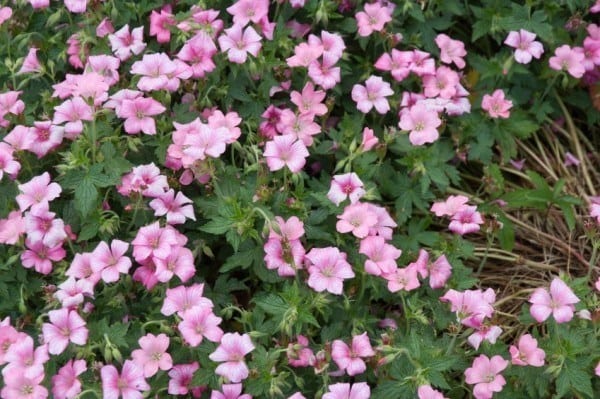 hardy geranium