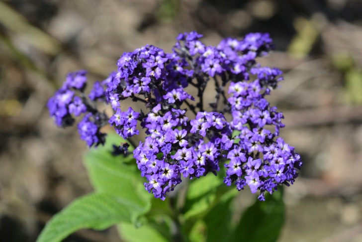 15 Best Smelling Houseplants To Perfume Your Home