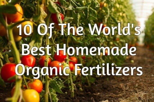 10 Of The World's Best Homemade Organic Fertilizers