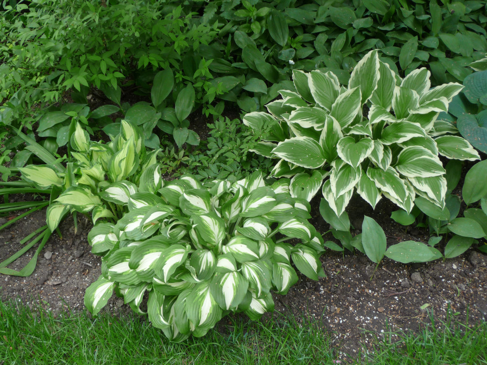 Hostas