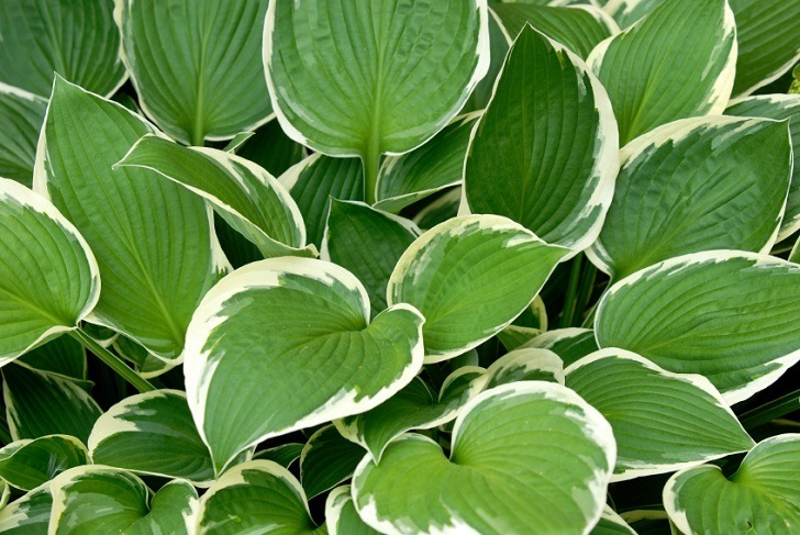 Hosta