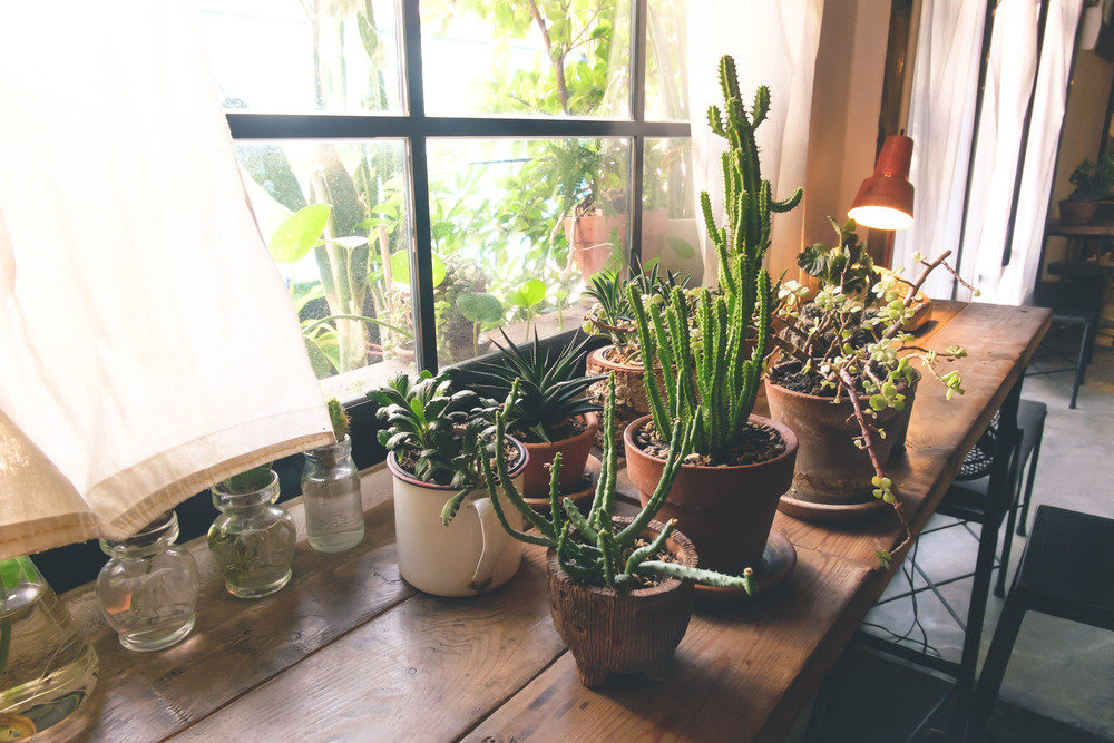 Houseplants next to window