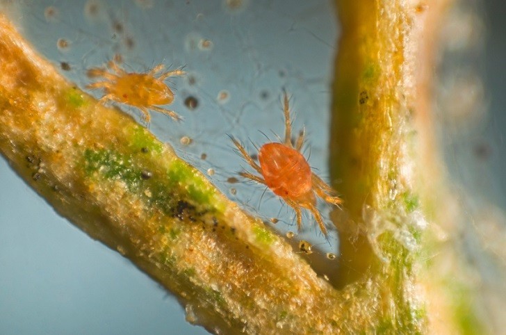 spider mite