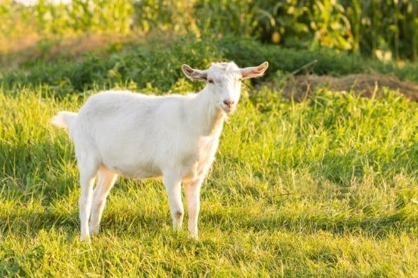 Young white goat grazing at the meadow