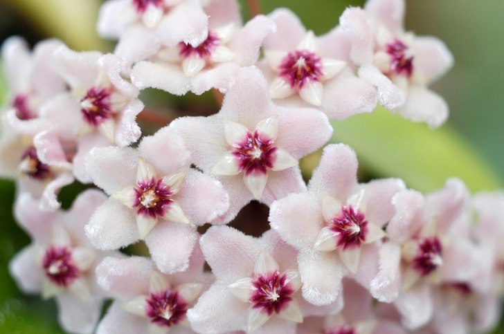 Hoya Carnosa Flowers