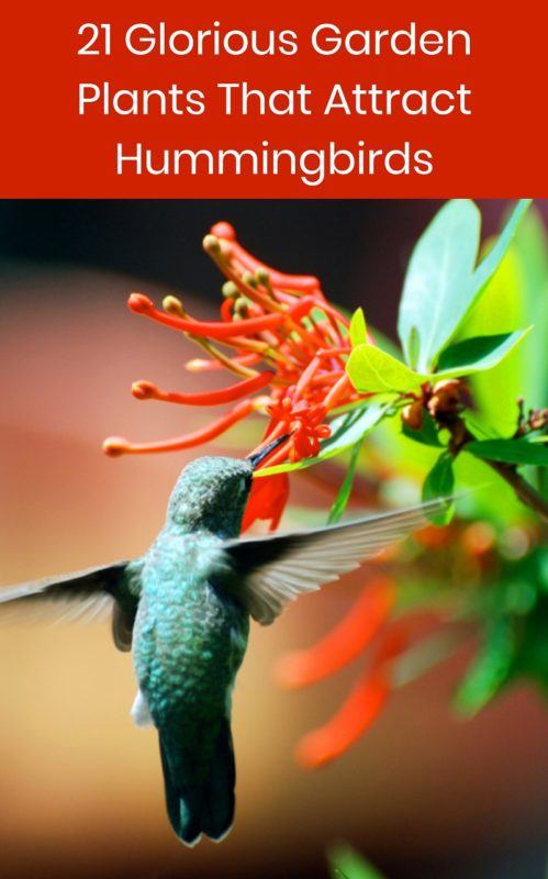 21 Glorious Garden Plants That Attract Hummingbirds