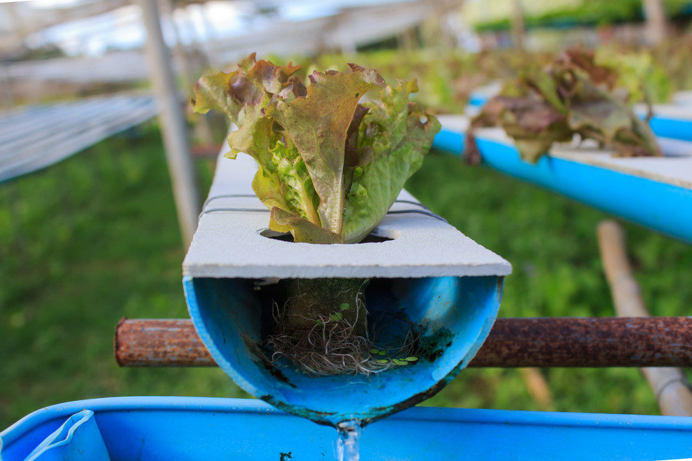 Hydroponic plants growing