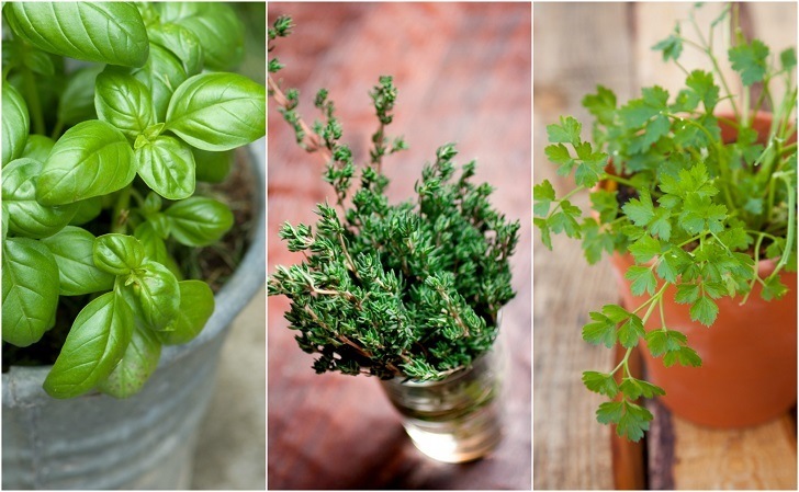 13 Indestructible Indoor Herbs Even You Can Keep Alive