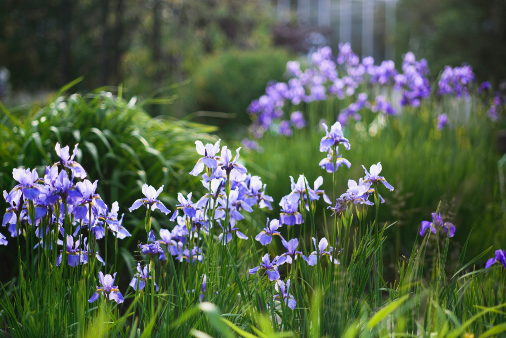 Irises