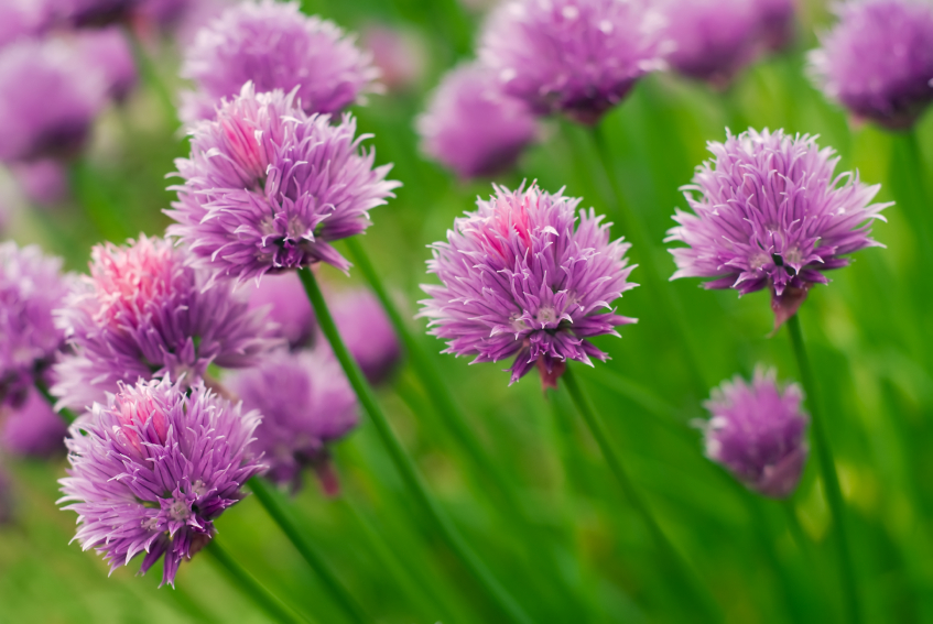 chives