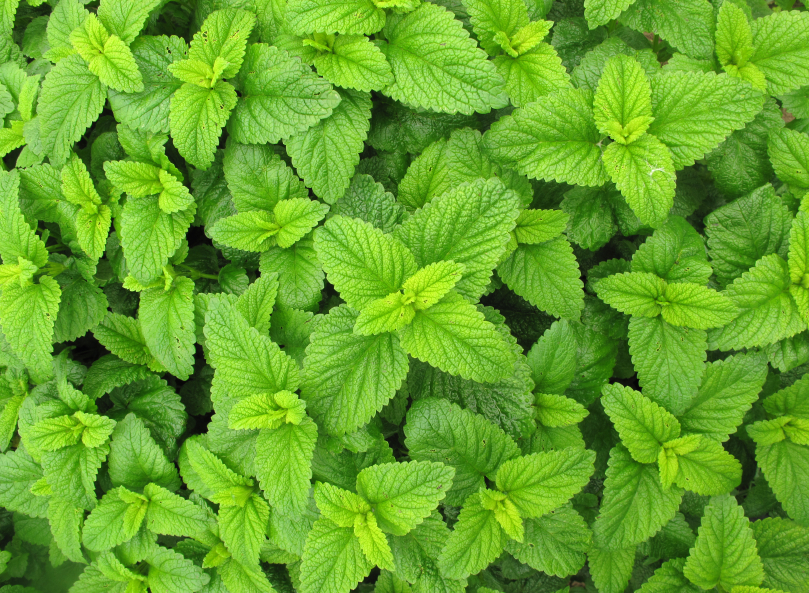 lemon balm