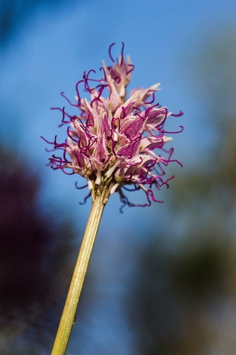 Monkey Orchid, Orchis simia