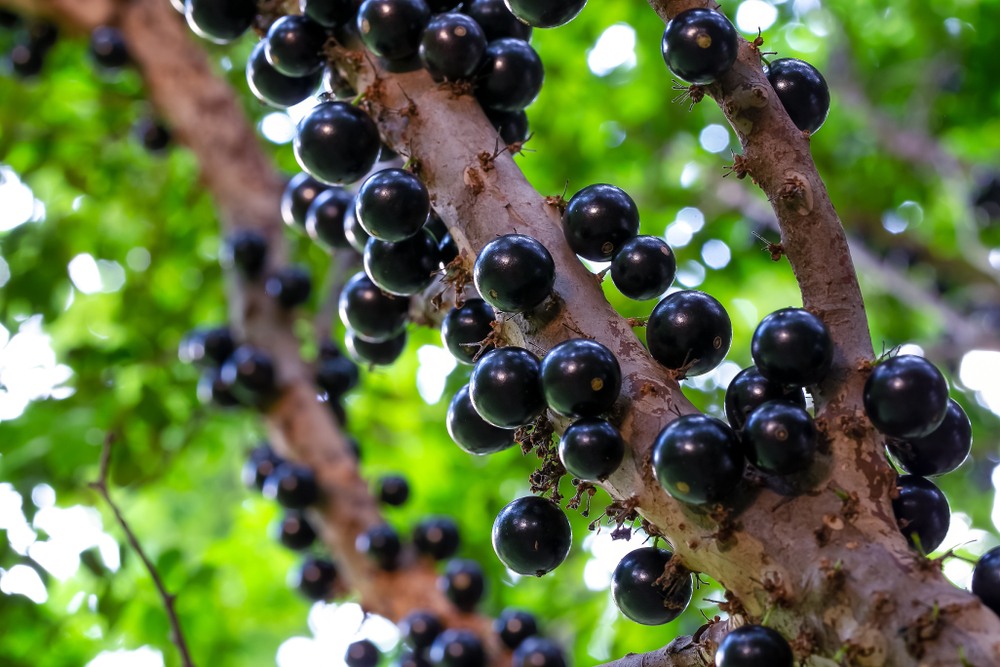 Jaboticaba Tree