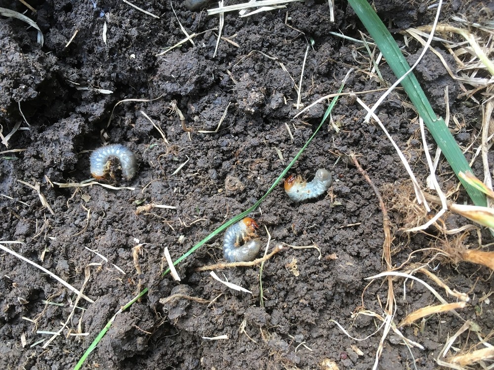 Japanese beetle grubs