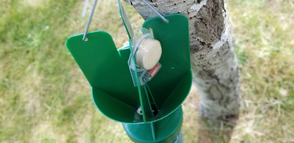 Japanese beetle trap