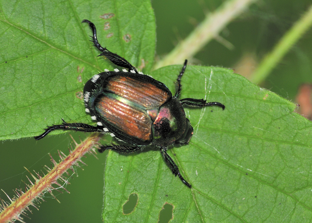 Japanese beetle