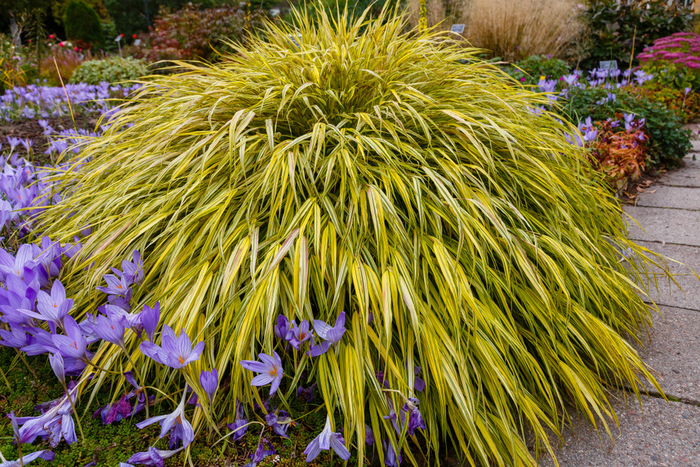 Japanese forest grass