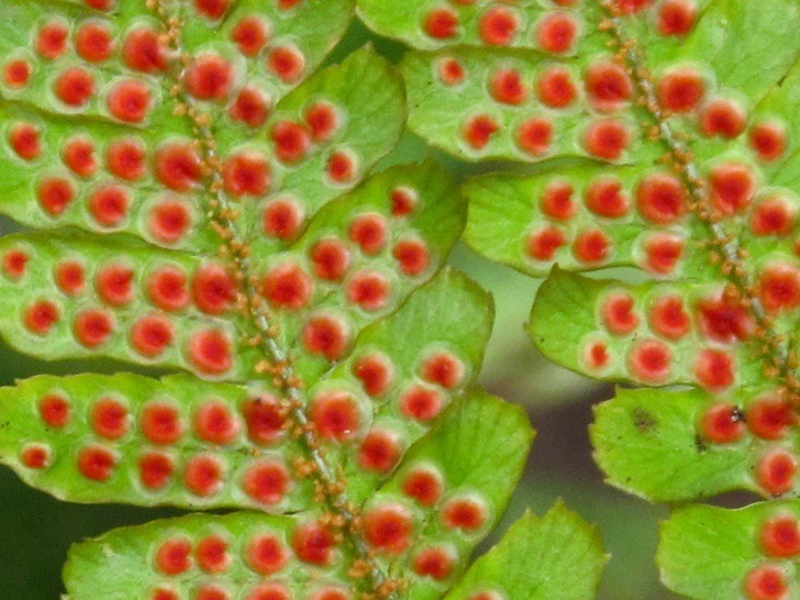 Japanese Shield Fern