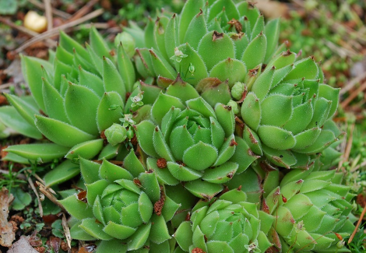 Jovibarba globifera green succulent.