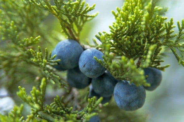 cones of Greek Juniper