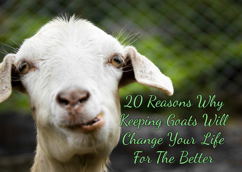 20 Reasons Why Keeping Goats Will Change Your Life For The Better