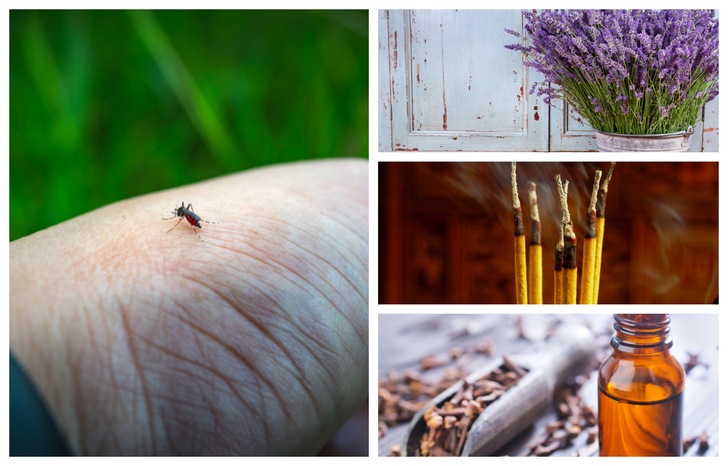 21 Best Ways To Keep Mosquitoes Away From You, Your Home & Garden