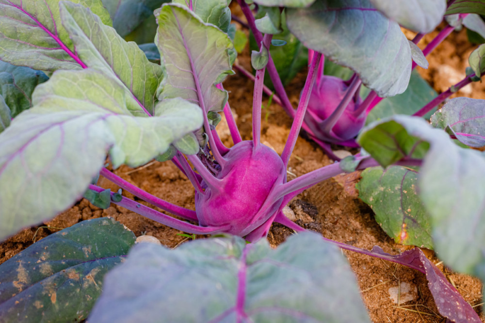 Kohlrabi growing