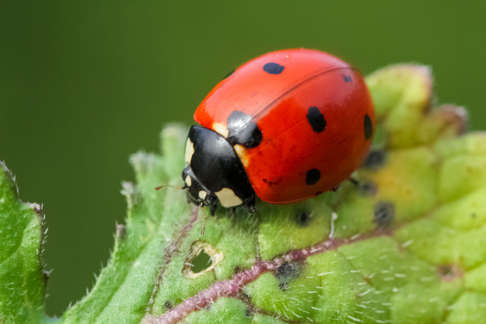 Ladybug on leaf