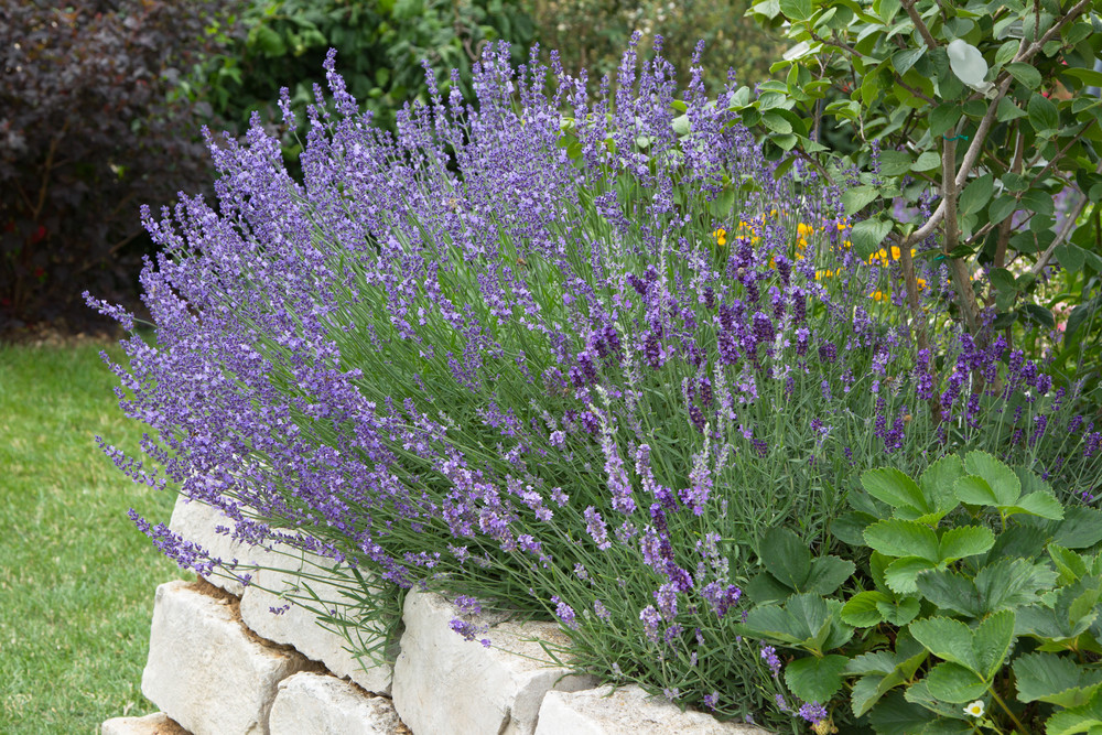 Lavender growing in garden