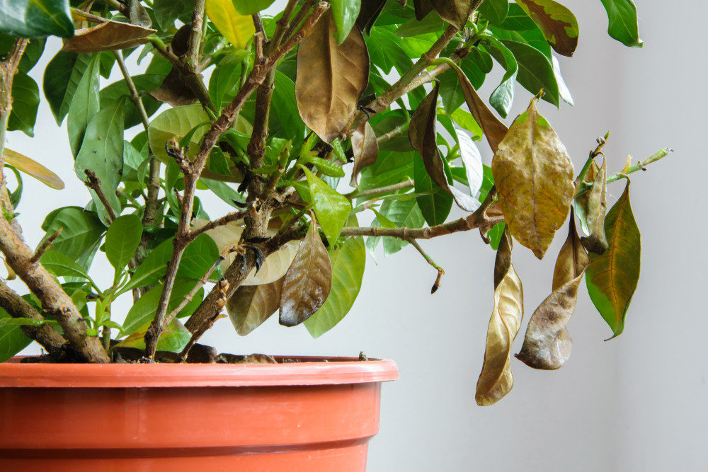 Leaves falling off houseplant