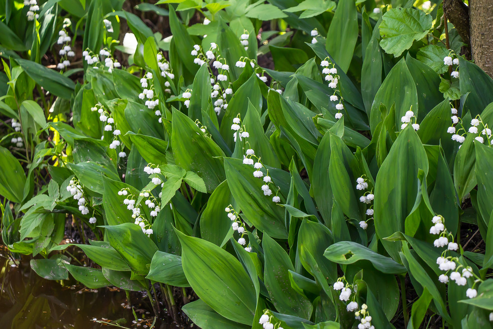 Lily of the valley