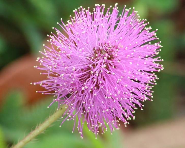 Mimosa pudica