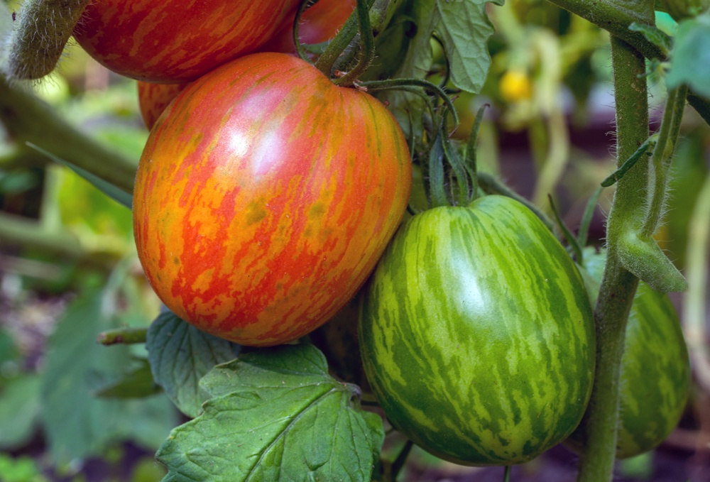 Mr Stripey Tomato