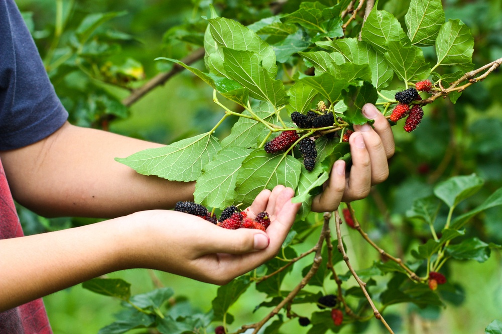 Mulberry Tree