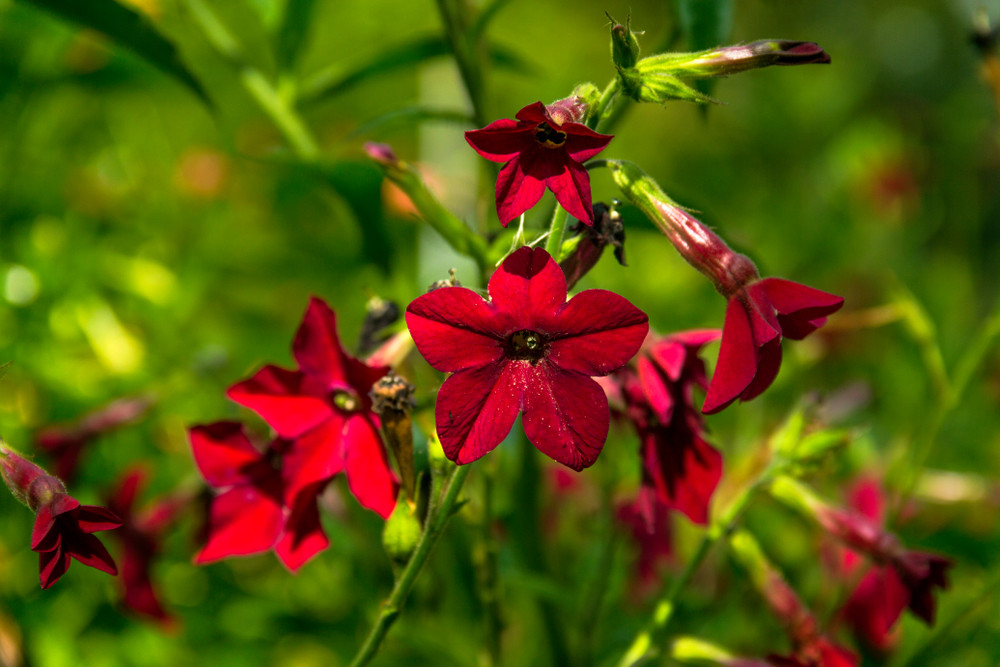 Nicotiana