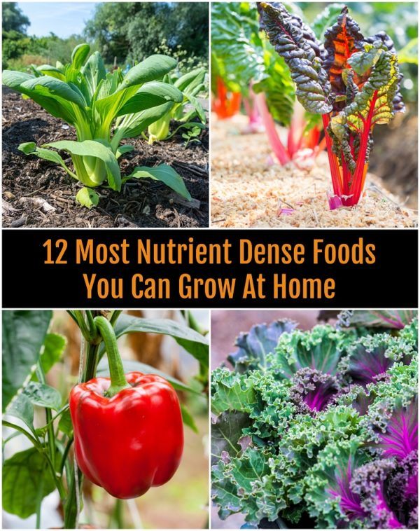 12 Most Nutrient Dense Foods You Can Grow At Home