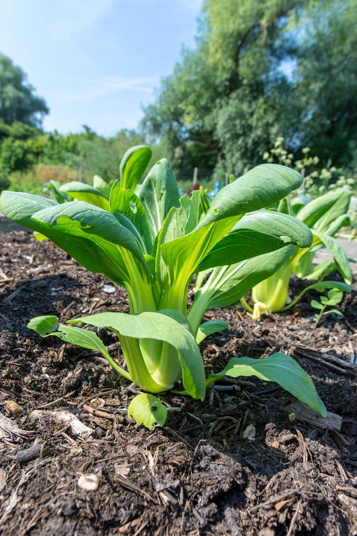 12 Most Nutrient Dense Vegetables To Grow This Year