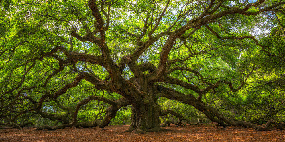 Oak tree