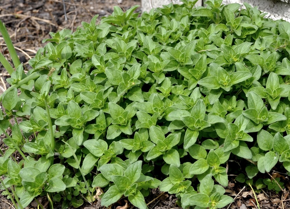 Oregano growing in garden