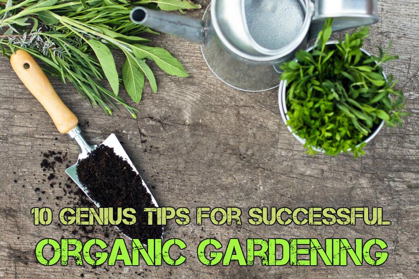 10 Genius Tips For Successful Organic Gardening