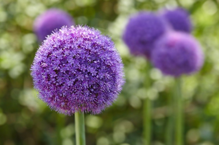 Giant Onion (Allium Giganteum) blooming