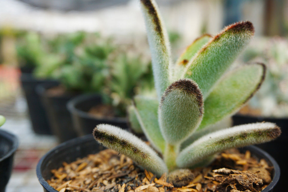 Panda plant